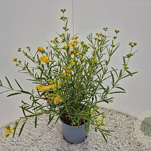 Hypericum kalmianum 'Gemo' 30-40 cm 2,5L