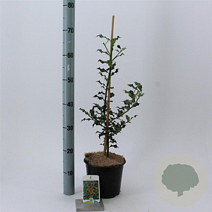 Ilex aq. 'Alaska' 40-60 cm 3,0L