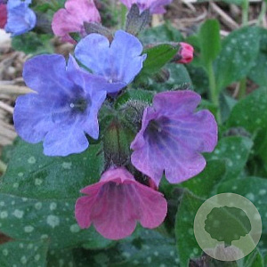 Pulmonaria officinalis GM P9