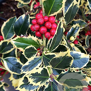 Ilex aq. 'Argentea Marginata' 100 cm stam 5,0L