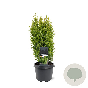 Chamaecyparis l. 'Ellw. Gold' 30-40 cm 3,0L