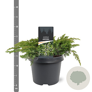 Juniperus conferta 'Schlager' 30-40 cm 3,0L