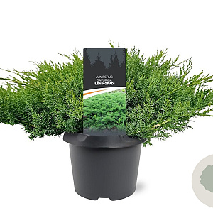 Juniperus d. 'Leningrad' 30-40 cm 3,0L