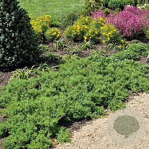 Juniperus d. 'Leningrad' 30-40 cm 3,0L