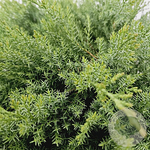 Juniperus d. 'Leningrad' 30-40 cm 3,0L
