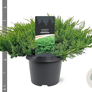 Juniperus d. 'Leningrad' 30-40 cm 3,0L
