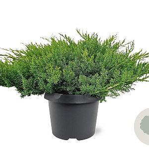 Juniperus d. 'Leningrad' 30-40 cm 3,0L