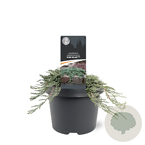 Juniperus h. Icee Blue 20-25 cm 3,0L