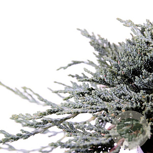 Juniperus h. Icee Blue 20-25 cm 3,0L