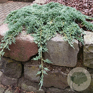 Juniperus h. Icee Blue 20-25 cm 3,0L