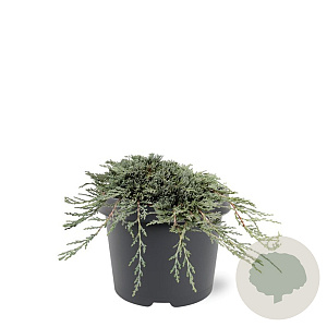 Juniperus h. Icee Blue 20-25 cm 3,0L