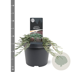Juniperus h. Icee Blue 20-25 cm 3,0L