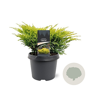 Juniperus h. 'Limeglow' 20-25 cm 3,0L