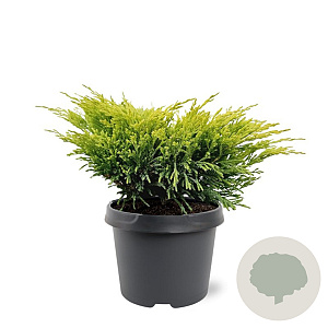 Juniperus h. 'Limeglow' 20-25 cm 3,0L
