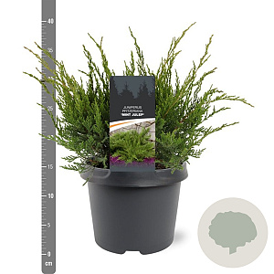 Juniperus media 'Mint Julep' 30-40 cm 3,0L