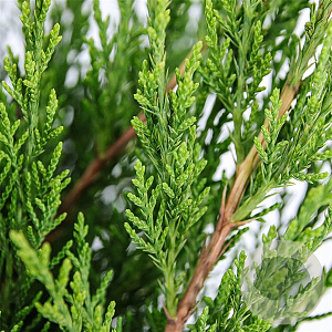 Juniperus media 'Mint Julep' 30-40 cm 3,0L