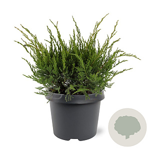 Juniperus media 'Mint Julep' 30-40 cm 3,0L