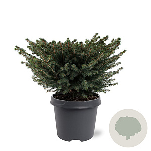 Picea a. 'Nidiformis' 40-50 cm 5,0L