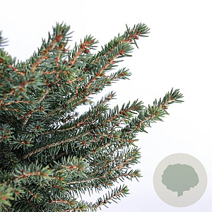 Picea a. 'Nidiformis' 40-50 cm 5,0L