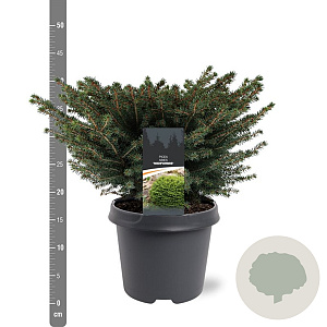 Picea a. 'Nidiformis' 40-50 cm 5,0L