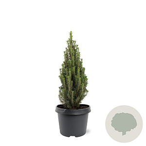 Picea glauca 'Zuckerhut' 25-30 cm 3,5L