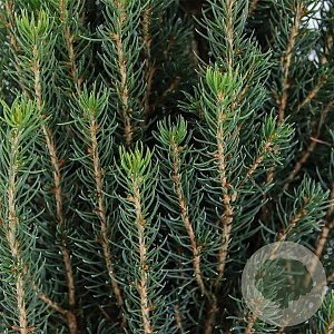 Picea glauca 'Zuckerhut' 25-30 cm 3,5L