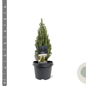 Picea glauca 'Zuckerhut' 25-30 cm 3,5L