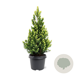 Picea gl. 'Rainbow's End' 30-40 cm 3,0L