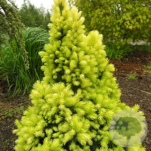 Picea gl. 'Rainbow's End' 30-40 cm 3,0L