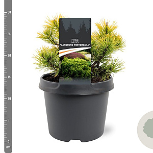 Pinus mugo 'Carsten's Wintergold' 20-25 cm 3,0L