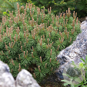 Pinus mugo 'Mops' 20-25 cm 3,0L