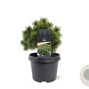 Pinus mugo 'Mops' 20-25 cm 3,0L
