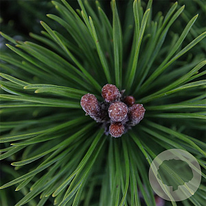 Pinus mugo 'Mops' 20-25 cm 3,0L