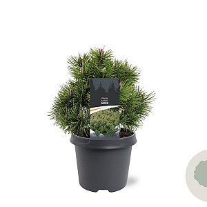 Pinus mugo 'Mops' 25-30 cm 5,0L