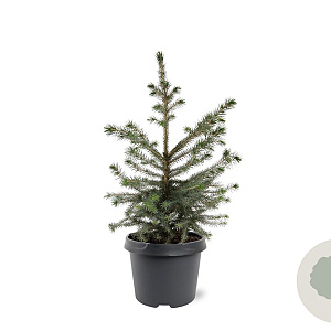 Picea omorika 40-50 cm 3,0L