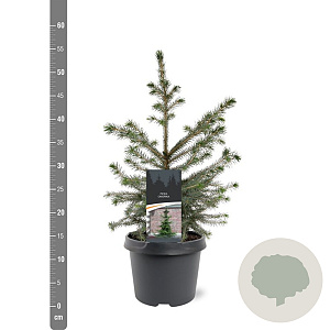 Picea omorika 40-50 cm 3,0L