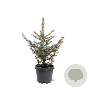 Picea pungens glauca 40-50 cm 5,0L