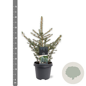 Picea pungens glauca 40-50 cm 5,0L