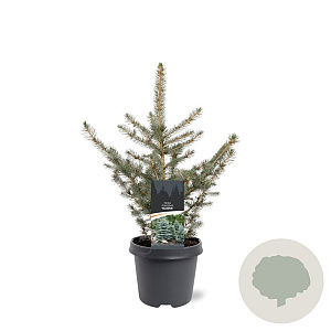 Picea pungens glauca 40-50 cm 5,0L