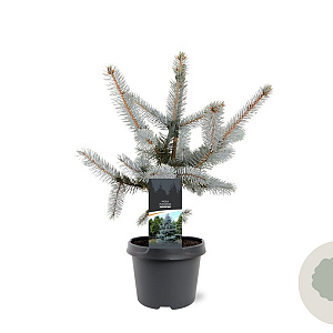 Picea pungens 'Hoopsii' 25-30 cm 3,5L