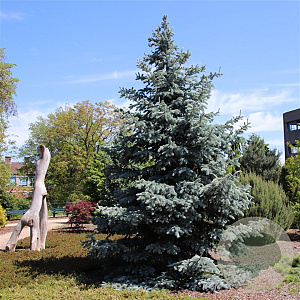 Picea pungens 'Hoopsii' 25-30 cm 3,5L