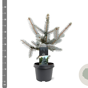 Picea pungens 'Hoopsii' 25-30 cm 3,5L