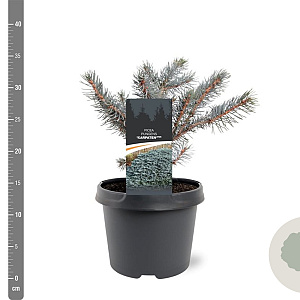 Picea pungens 'Karpaten' 20-25 cm 3,0L
