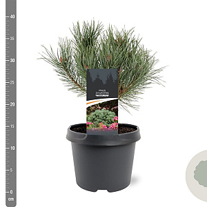 Pinus sylv. 'Watereri' 25-30 cm 3,5L