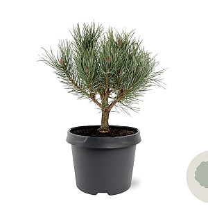 Pinus sylv. 'Watereri' 25-30 cm 3,5L