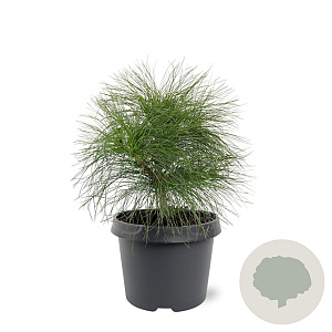 Pinus wallichiana 25-30 cm 3,5L