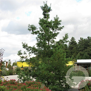 Pinus wallichiana 25-30 cm 3,5L