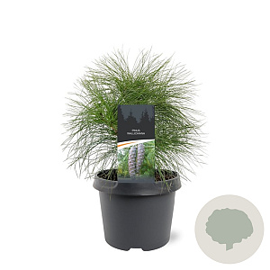 Pinus wallichiana 25-30 cm 3,5L