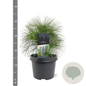 Pinus wallichiana 25-30 cm 3,5L