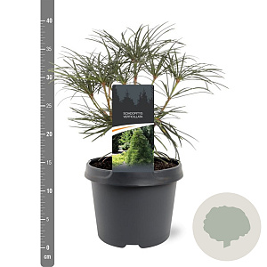 Sciadopitys verticillata 25-30 cm 3,5L